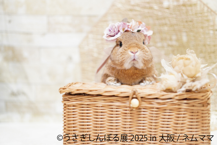 うさぎしんぼる 展示作品3