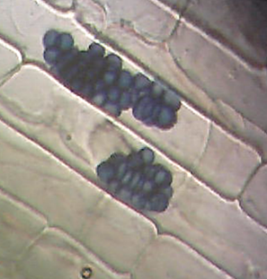 稲の根に内生している植物内生酵母