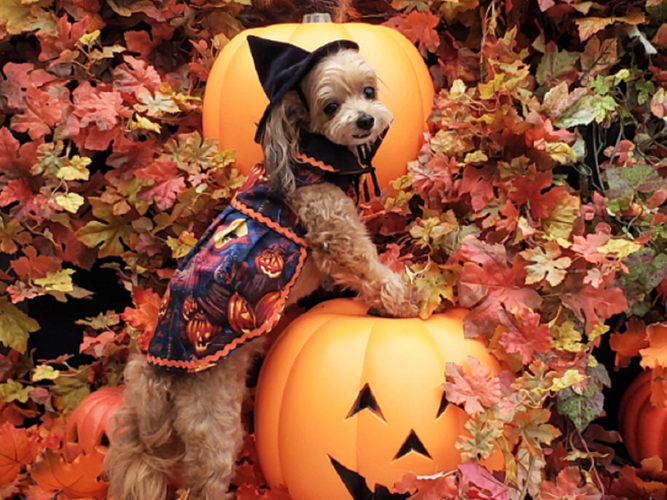 ハロウィン仮装 ※イメージ