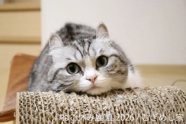 “猫まみれ”で癒される！人気スター猫の新作＆限定グッズが集結 　200万人を動員した「ねこ休み展」夏の本祭が8/21(金)～開催