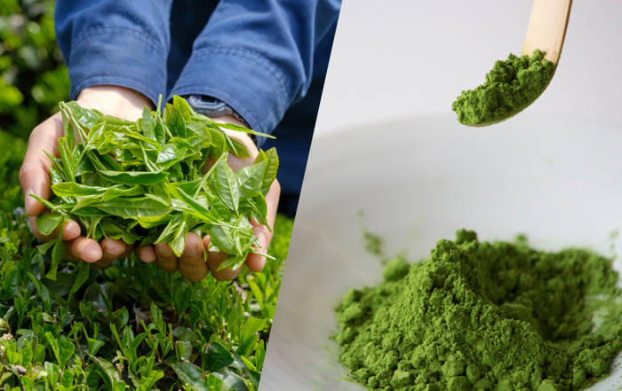 春収穫の一番茶を贅沢に使用