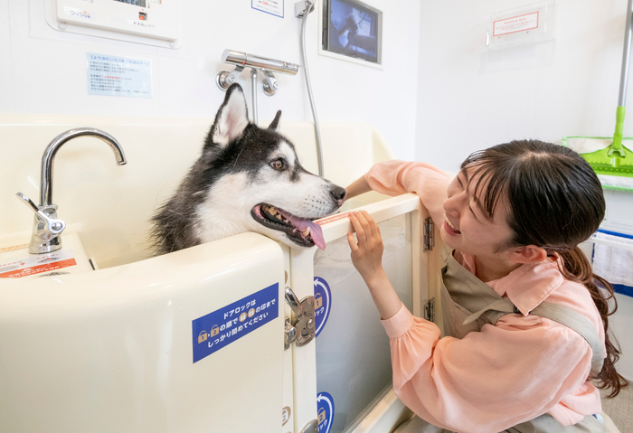 K・DogSpa 利用中の様子