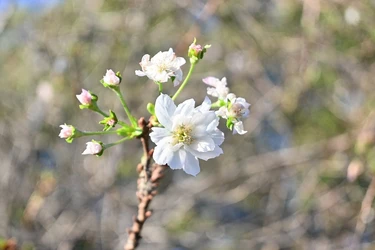 【東京都北区】飛鳥山公園に「十月桜」咲く