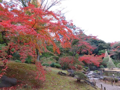 園内の紅葉の様子(11月20日撮影)