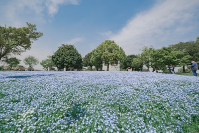 舎人公園のネモフィラ花壇