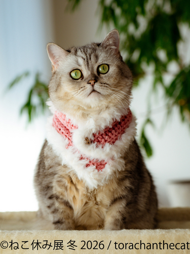 展示作品：torachanthecat