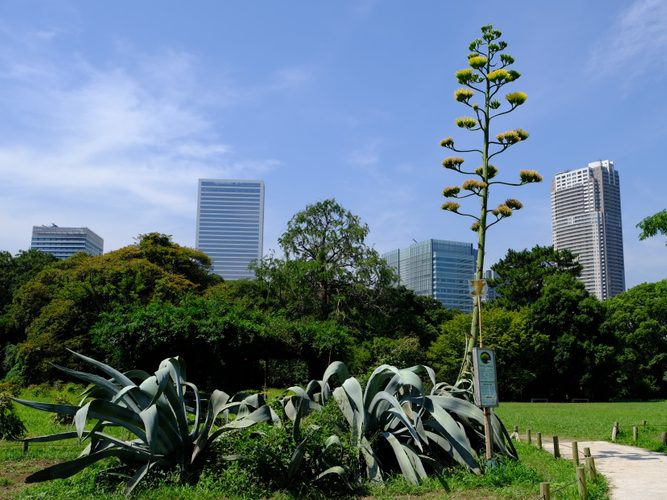 8月2日撮影。もうすぐ満開です！