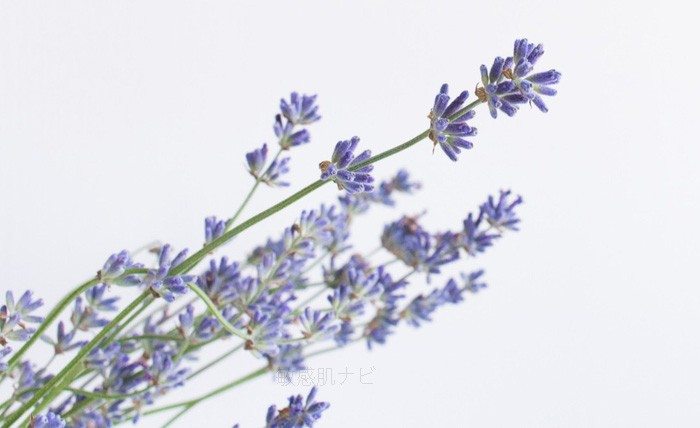 ラベンダー花エキス