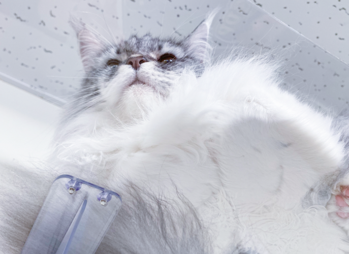 キャットステップ　もふもふ