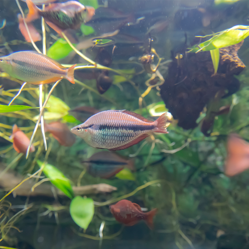 カワスイ1