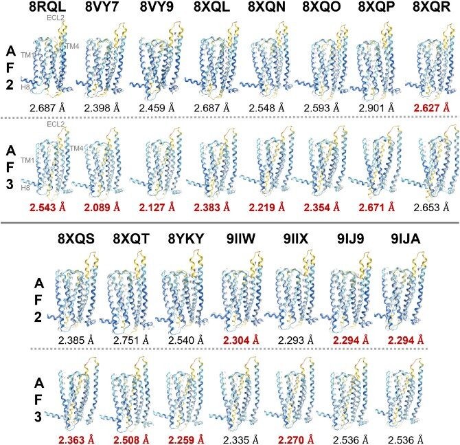 T2R14 の実験構造と、AlphaFold2(AF2)およびAlphaFold3(AF3)による予測構造の比較(発表論文Fig.4 から)
