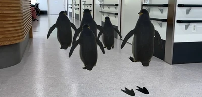 西日本初！近大病院に「ARどうぶつえん」を常設導入　画面を通した動物との出会いで治療の不安や緊張を和らげる