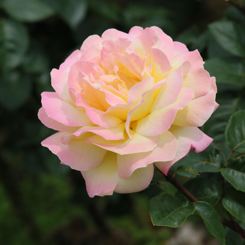 バラ &lsquo;ピース&rsquo;