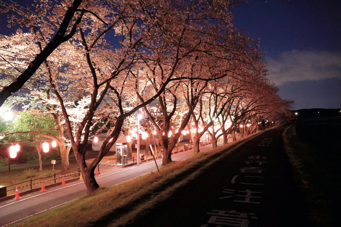 提灯の灯りに照らされる夜桜