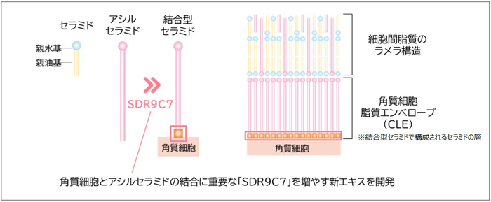 「SDR9C7」を増やす新エキスを開発