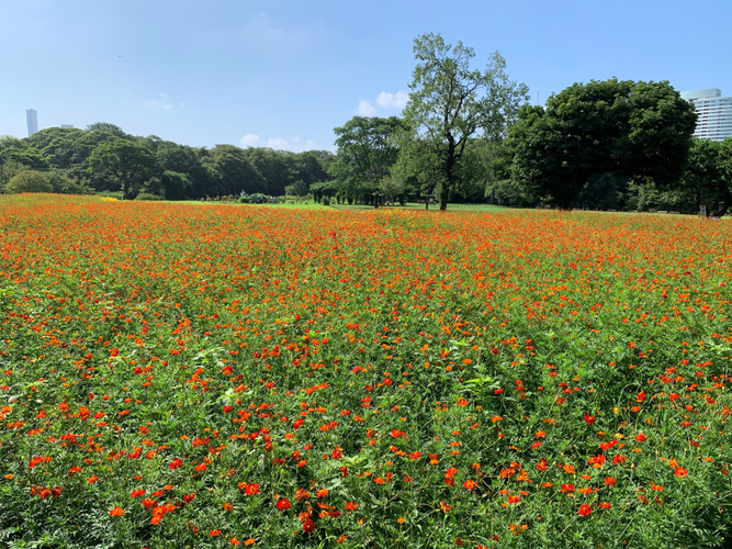 開花状況(2023年8月19日撮影)