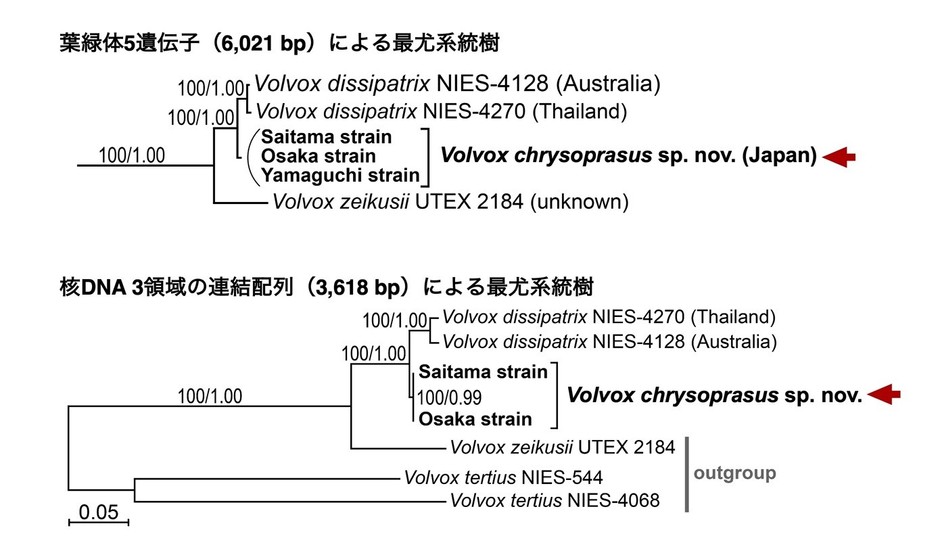 図5. 葉緑体5遺伝子および核DNAの3領域を用いた分子系統解析。ヒスイボルボックスとVolvox dissipatrixはそれぞれ独立した系統として示された。