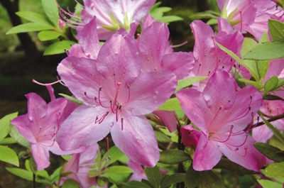 桜衣