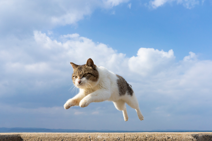 猫写真1