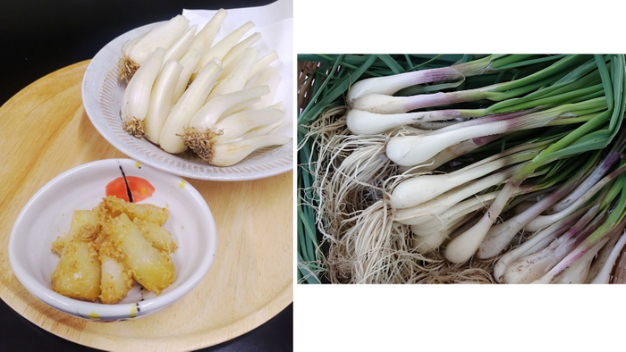 （左）鳥取県産根付らっきょうの胡麻和え ※定食小鉢にて提供（右）鳥取県産根付らっきょう