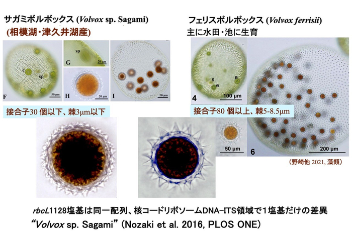 図2. 従来の文献に基づくサガミボルボックスとフェリスボルボックス。