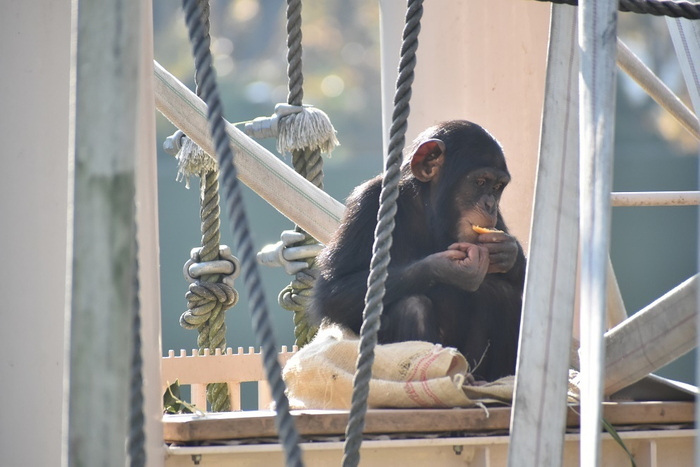 麻袋を使用する動物の様子(3)(画像提供:東山動植物園)