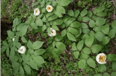 ケヤマシャクヤク(ボタン科)〈長 野県絶滅危惧Ⅱ類(VU)