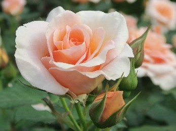 武内氏作出「琴音」