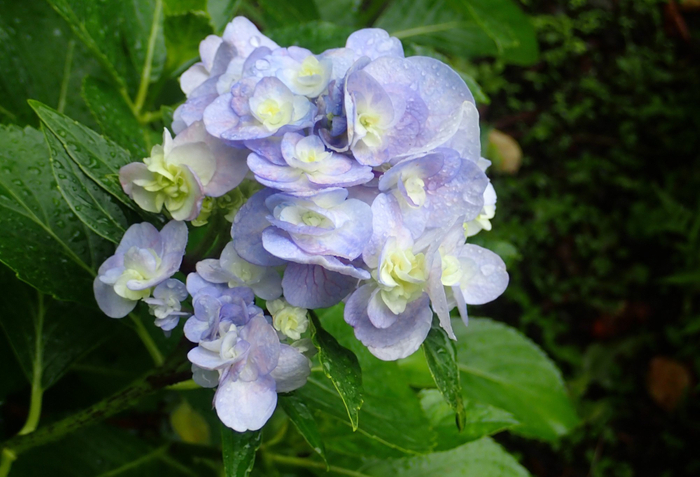 ガクアジサイ&lsquo;石化八重&rsquo;