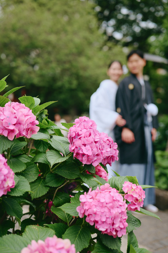 この時期ならではの紫陽花と共に和装前撮りを楽しまれるカップル様