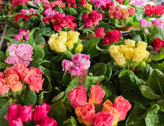 カラフルなプリムラ