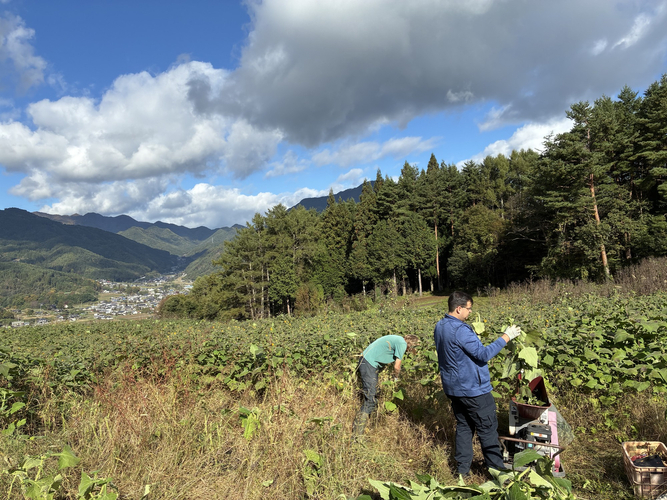 青木村のヤーコン農園