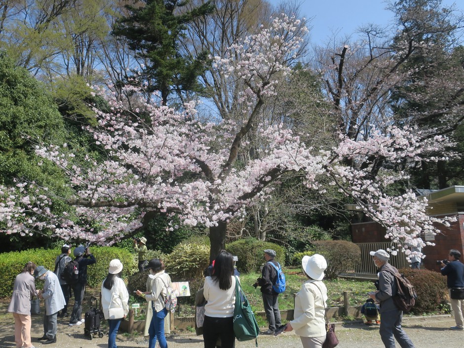 サクラ“神代曙”(令和4年度撮影)