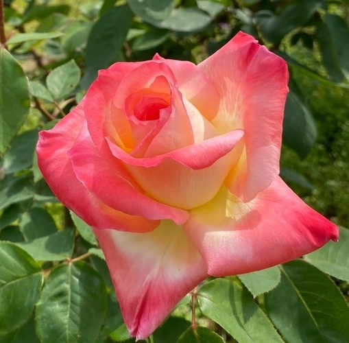 故ダイアナ妃に捧げられた「エレガントレディ」