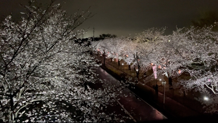 夜桜ライトアップ