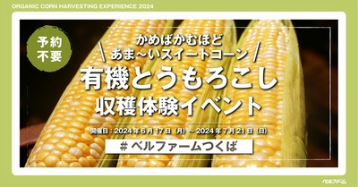 有機とうもろこし収穫体験イベント2024イメージ画像①