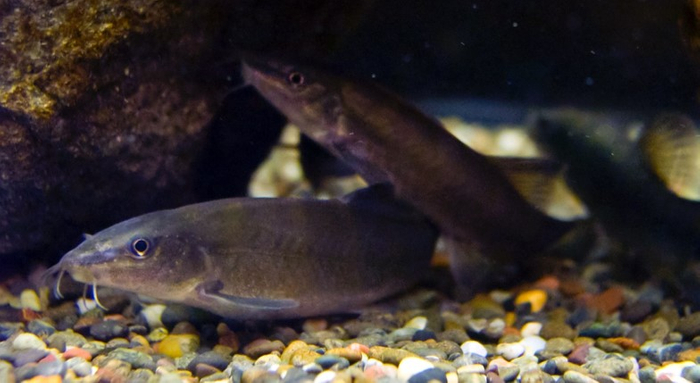 アユモドキ（森宗智彦氏　撮影）