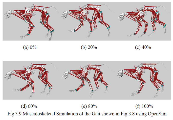 実験中の歩行(筋骨格シミュレーション)