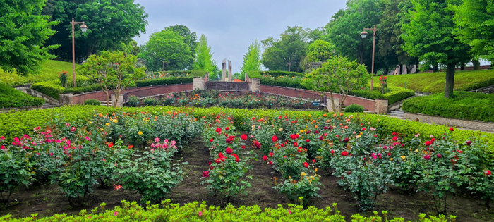 最盛期のバラ園（昨年の様子）