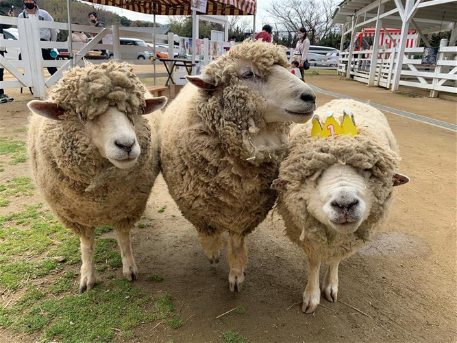 園内で人気のヒツジたち