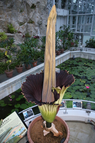 2021年6月24日開花時の様子