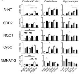ミトコンドリアの酸化マーカーの比較