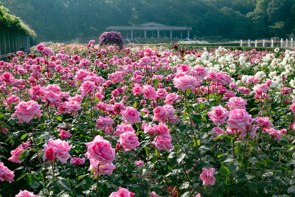 春のばら園(令和3年撮影)