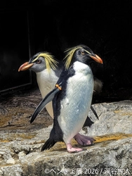 暑い夏に涼を届ける“ペンギン＆金魚”の癒やし作品が集結 「ペンぎょ展 2026」7/10(金)より東京で開催！限定グッズも登場