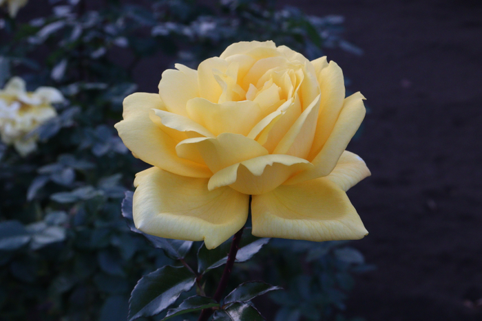 &lsquo;秋月&rsquo;