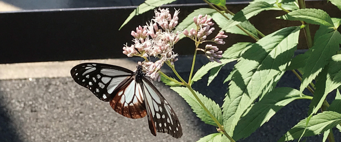 開花したフジバカマと飛来したアサギマダラ