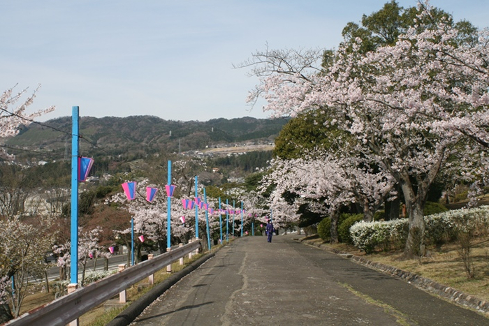 【かみね公園の桜並木（平成25年度）】