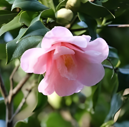 ツバキ&lsquo;神代都鳥&rsquo;