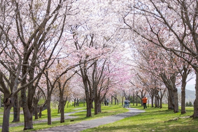 桜が美しい季節