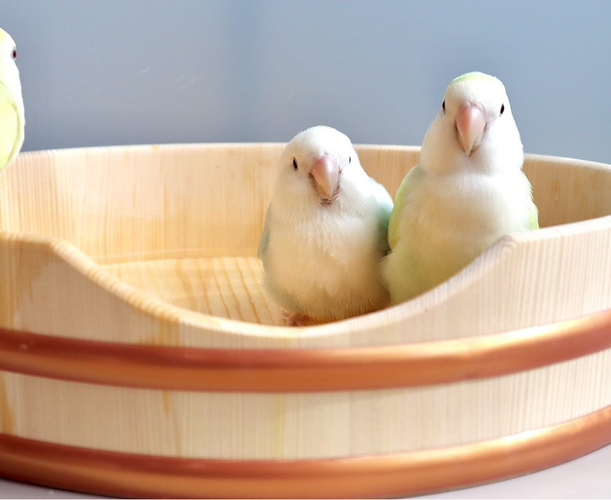 使用イメージ・水浴び